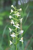 IMG_6225_Greater_Butterfly_Orchid